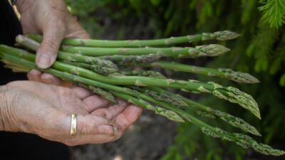 Delicious and Easy Bacon-Wrapped Asparagus Spears