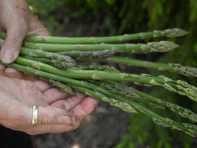 Delicious and Easy Bacon-Wrapped Asparagus Spears